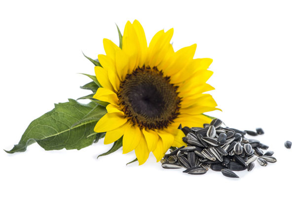 Sonnenblume_01_01_MK